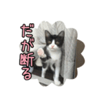 はちわれねこ ちゃーぽ ver2.1（個別スタンプ：11）