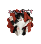 はちわれねこ ちゃーぽ ver2.1（個別スタンプ：20）