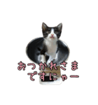 はちわれねこ ちゃーぽ ver2.1（個別スタンプ：33）