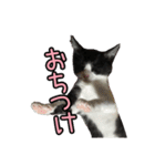 はちわれねこ ちゃーぽ ver2.1（個別スタンプ：34）