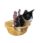 はちわれねこ ちゃーぽ ver2.1（個別スタンプ：35）