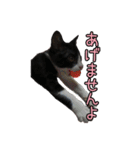 はちわれねこ ちゃーぽ ver2.1（個別スタンプ：38）