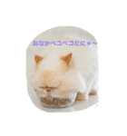 Himalayan Peru（個別スタンプ：8）