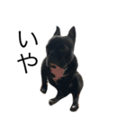 French Bulldog mii（個別スタンプ：18）