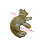 茶トラ白ネコのゆきちゃん（個別スタンプ：6）