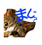 サバ猫RiOさん。（個別スタンプ：20）