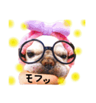 フレンチブルドッグのまーやさん（個別スタンプ：6）