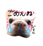 フレンチブルドッグのまーやさん（個別スタンプ：7）