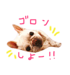 フレンチブルドッグのまーやさん（個別スタンプ：14）