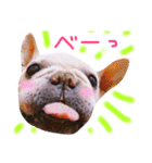 フレンチブルドッグのまーやさん（個別スタンプ：38）