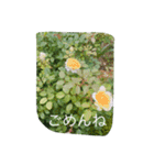 薔薇もあるお花のスタンプ（個別スタンプ：8）