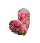 薔薇もあるお花のスタンプ（個別スタンプ：12）