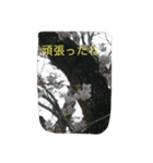 薔薇もあるお花のスタンプ（個別スタンプ：16）