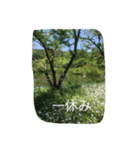 薔薇もあるお花のスタンプ（個別スタンプ：18）