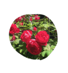 薔薇もあるお花のスタンプ（個別スタンプ：21）