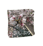 薔薇もあるお花のスタンプ（個別スタンプ：30）