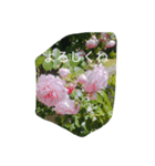 薔薇もあるお花のスタンプ（個別スタンプ：31）