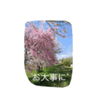 薔薇もあるお花のスタンプ（個別スタンプ：33）