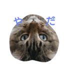 景虎殿 其の三（個別スタンプ：3）