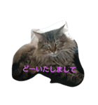景虎殿 其の三（個別スタンプ：4）