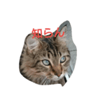 景虎殿 其の三（個別スタンプ：7）