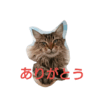 景虎殿 其の三（個別スタンプ：11）