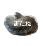景虎殿 其の三（個別スタンプ：15）