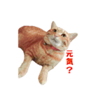 猫カワ（個別スタンプ：1）