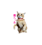 猫カワ（個別スタンプ：3）