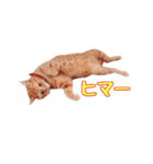 猫カワ（個別スタンプ：4）