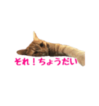 猫カワ（個別スタンプ：5）