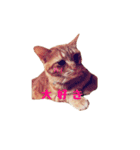 猫カワ（個別スタンプ：6）