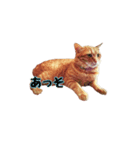 猫カワ（個別スタンプ：7）