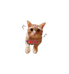 猫カワ（個別スタンプ：8）