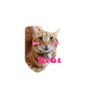 猫カワ（個別スタンプ：10）