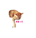 猫カワ（個別スタンプ：11）