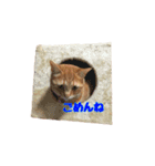 猫カワ（個別スタンプ：12）
