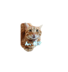 猫カワ（個別スタンプ：13）