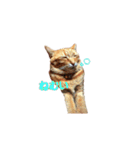 猫カワ（個別スタンプ：14）