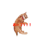 猫カワ（個別スタンプ：15）