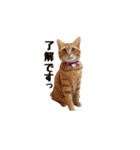 猫カワ（個別スタンプ：16）