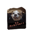 チワワ？のパセリ＆番忍（個別スタンプ：1）