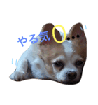 チワワ？のパセリ＆番忍（個別スタンプ：3）