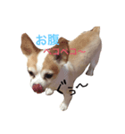 チワワ？のパセリ＆番忍（個別スタンプ：5）