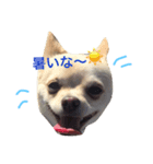 チワワ？のパセリ＆番忍（個別スタンプ：6）
