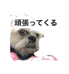 ジローくん2（個別スタンプ：3）
