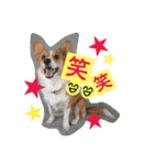 毎日使えるぱぴこスタンプ（個別スタンプ：6）