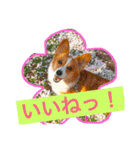 毎日使えるぱぴこスタンプ（個別スタンプ：7）