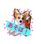 毎日使えるぱぴこスタンプ（個別スタンプ：9）