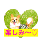 毎日使えるぱぴこスタンプ（個別スタンプ：10）